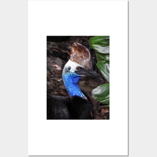 Southern Cassowary Posters and Art